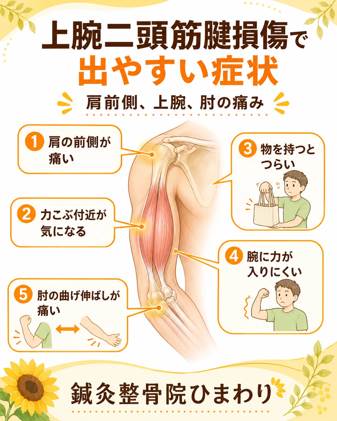 上腕二頭筋腱損傷で出やすい肩の前側の痛み、力こぶ付近の違和感、肘の曲げ伸ばしの痛み、腕に力が入りにくい症状を示した画像