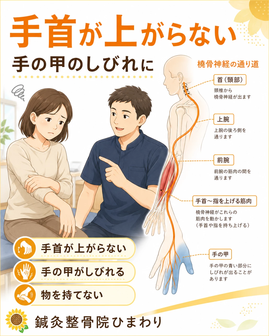 横須賀市で橈骨神経麻痺による手首が垂れる症状、手の甲のしびれ、手に力が入りにくい状態に悩む方へ、鍼灸整骨院ひまわりがケアを案内するヒーロー画像