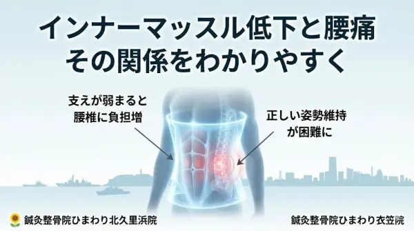横須賀市の鍼灸整骨院ひまわり北久里浜院と鍼灸整骨院ひまわり衣笠院 インナーマッスル低下と腰痛の関連性を解説する図