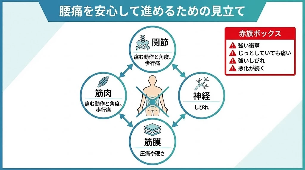 腰痛を多角的に整理 横須賀市 鍼灸整骨院ひまわり北久里浜院と鍼灸整骨院ひまわり衣笠院 腰痛の原因を多角的に見る 関節 筋肉 神経 筋膜の整理