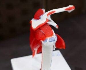 肩関節の模型。腱板と肩甲骨、上腕骨の位置関係を示した解剖学的イメージ。