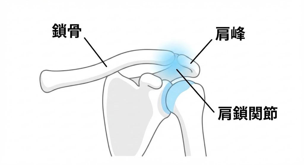 肩鎖関節の位置を示す図、鎖骨と肩峰の間の肩鎖関節をハイライト