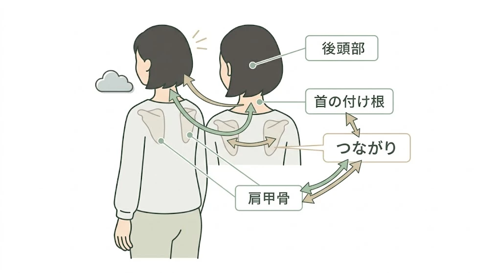 肩こりと頭痛が関係しやすい場所を示した説明図