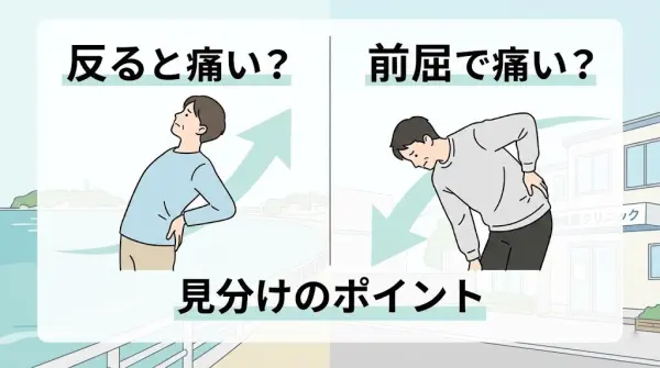 横須賀市 腰痛 反ると痛い 前屈で痛い 見分け 図解 鍼灸整骨院ひまわり北久里浜院 衣笠院