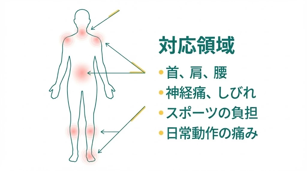 鍼灸師が首、肩、腰、神経痛、しびれ、スポーツ負担、日常動作の痛みに対応する領域