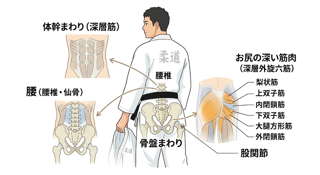 柔道や格闘技中の腰痛に関係する部位 柔道や格闘技中の腰痛で確認する腰椎、骨盤、股関節、体幹とお尻の筋肉