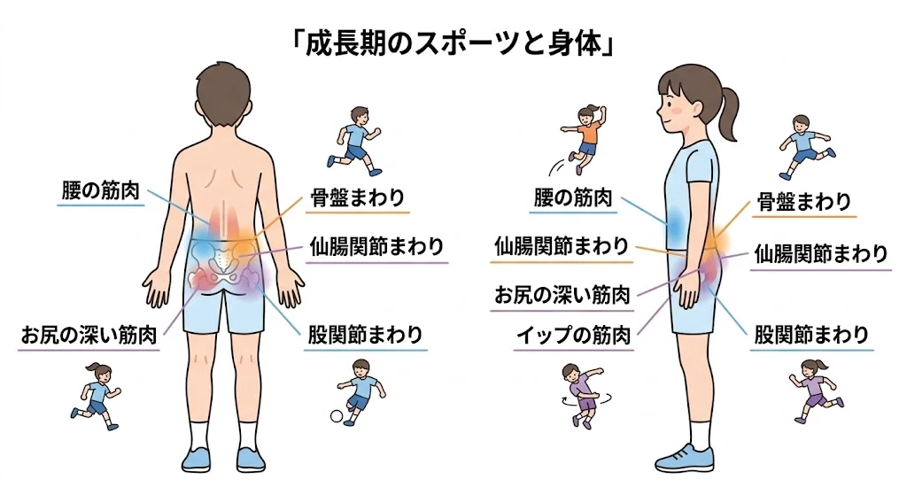 どこに負担が集まりやすいか 部活中の腰痛で負担が集まりやすい腰と骨盤まわりの組織を示した説明画像