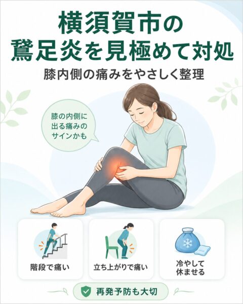 横須賀市で鵞足炎による膝内側の痛みの見極めと対処を紹介するスマホ用説明画像